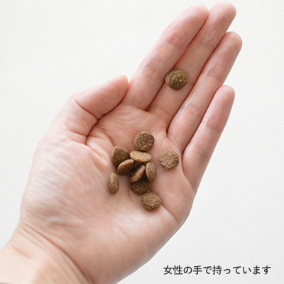 キアオラ ドッグ カンガルー KAORKOK1-00 | キアオラ | GREEN DOG