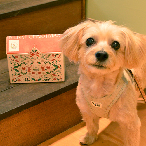 きなり クリスマスボックス2025【数量限定】