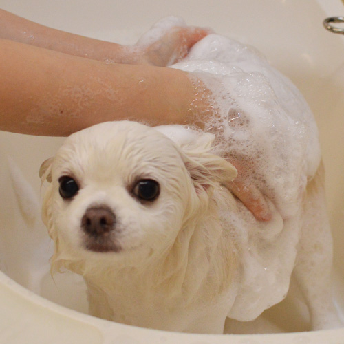 Lumore（ルモア）ORGANIC　MOISTURIZE　SHAMPOO