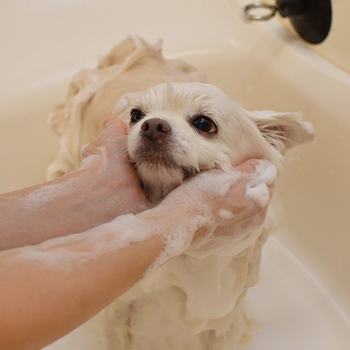 Lumore（ルモア）ORGANIC　MOISTURIZE　SHAMPOO