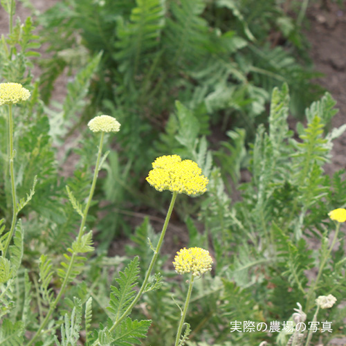 Lumore（ルモア）ORGANIC　MOISTURIZE　SHAMPOO