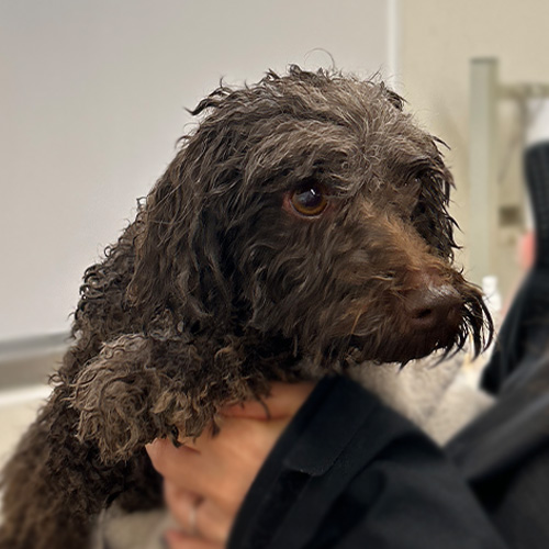 Lumore(ルモア)ORGANIC MOISTURIZE TREATMENT