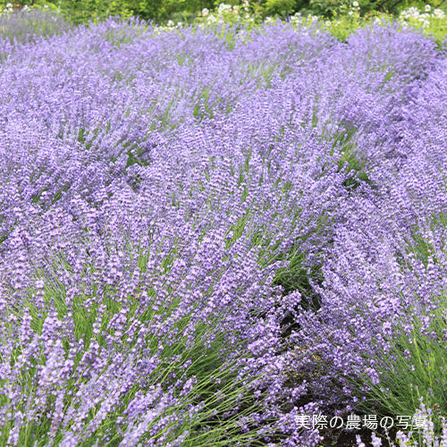 Lumore(ルモア)ORGANIC MOISTURIZE TREATMENT