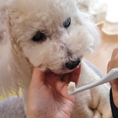 Lumore(ルモア)DENTAL PASTE