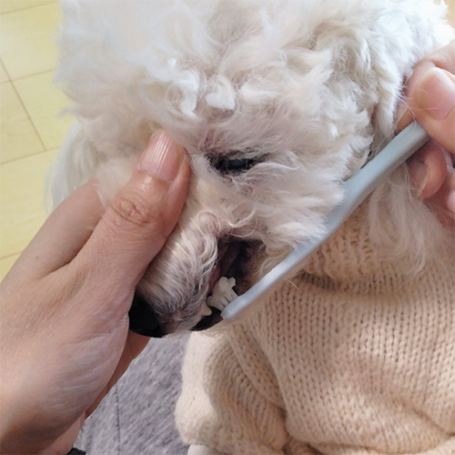 Lumore(ルモア)DENTAL PASTE