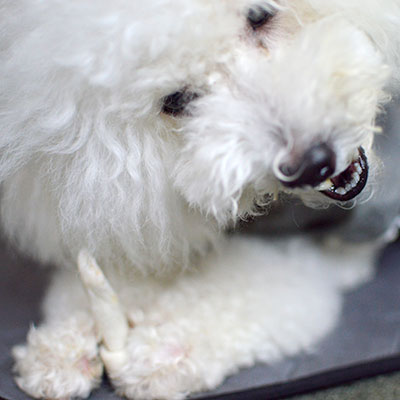 ナチュラルチューイングボーン