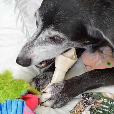 ナチュラルチューイングボーン