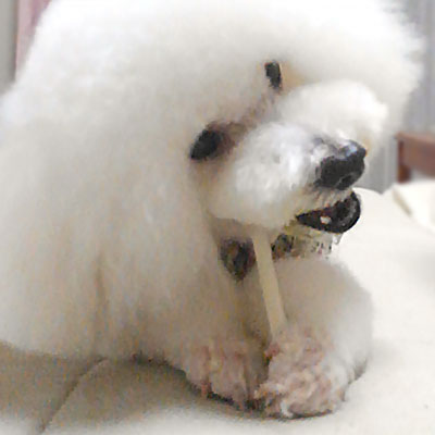 ナチュラルチューイングボーン