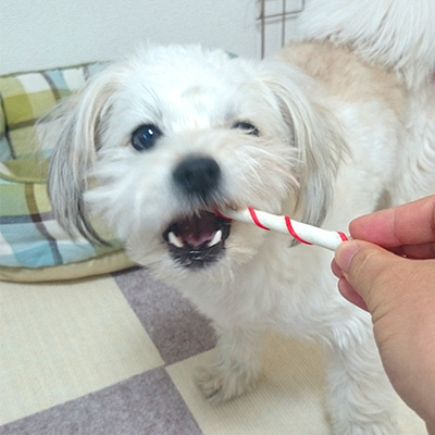 ナチュラルチューイングボーン クリスマスバージョン【数量限定】