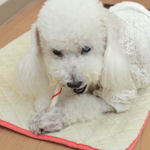 ナチュラルチューイングボーン クリスマスバージョン【数量限定】