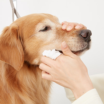 オーガニックコットンシートの通販 口コミ 犬用品専門のグリーンドッグ公式通販 Green Dog グリーンドッグ 公式通販 オーガニックコットンシートの通販 口コミ 犬用品専門のグリーンドッグ公式通販 Green Dog グリーンドッグ 公式通販