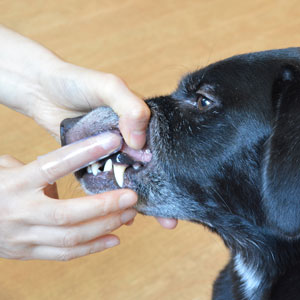 指でみがく犬用　歯ぐきぶらし