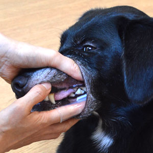 指でみがく犬用　歯ぐきぶらし