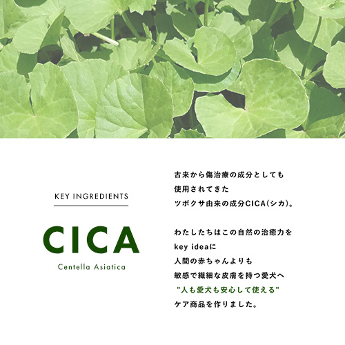 SPECIAL CICA TREATMENT For SHORT