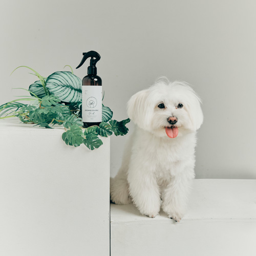 GROOMING CICA SPRAY NTFDNT92-00 | ネイチャーフォードッグ | GREEN