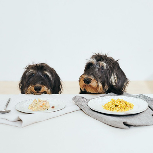 PETOKOTO FOODS（ペトコトフーズ）for DOGS チキン