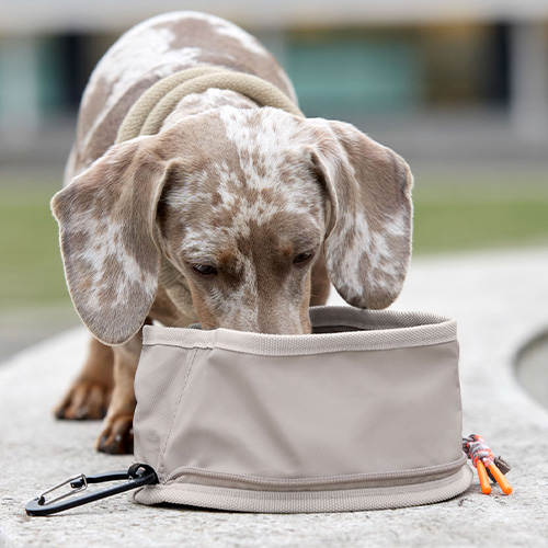 【PALOPA】犬のおでかけ用ドッグボウル