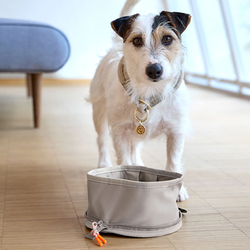 【PALOPA】犬のおでかけ用ドッグボウル