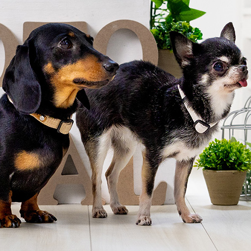 トトパル　ソフトカラー【期間限定】