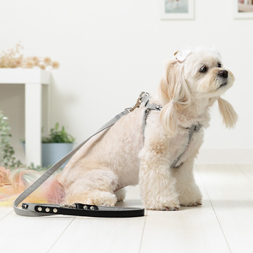 トトパル　ソフト足入れハーネス【期間限定】