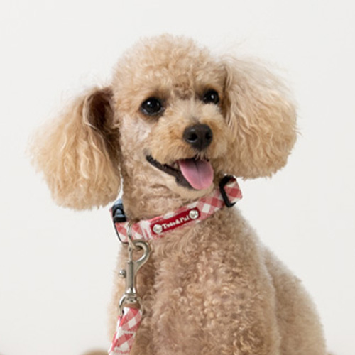 トトパル マンチェスターカラー【期間限定】