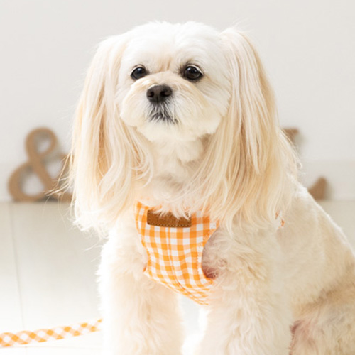 トトパル マンチェスターフィットハーネス【期間限定】