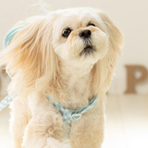 トトパル　マンチェスター足入れハーネス【期間限定】