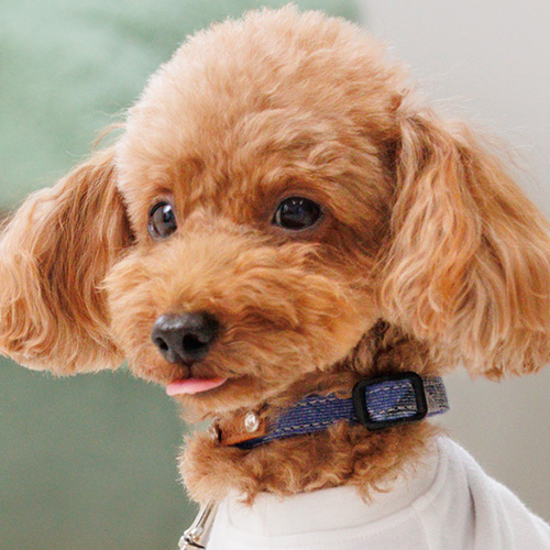 トトパル レティチェックカラー【期間限定】