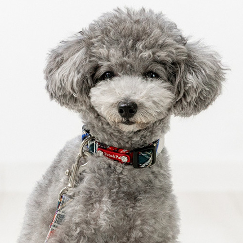 トトパル レティチェックカラー【期間限定】