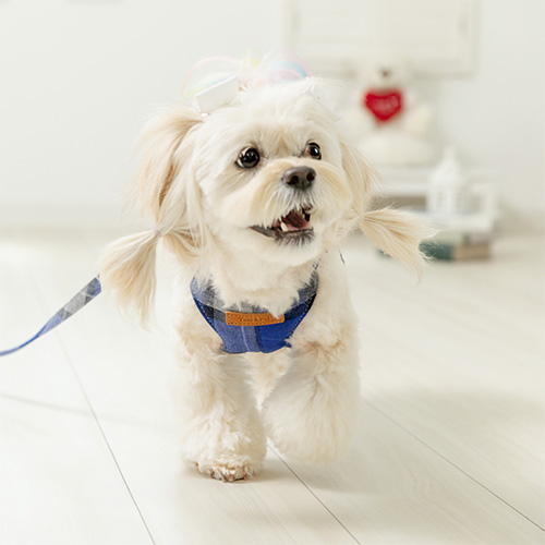 トトパル　レティチェックフィットハーネス【期間限定】