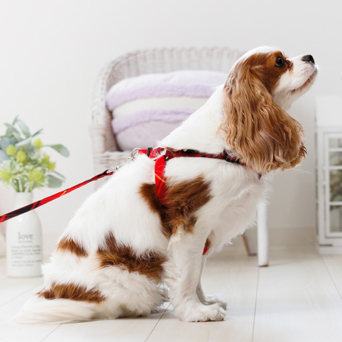 トトパル レティチェック足入れハーネス【期間限定】