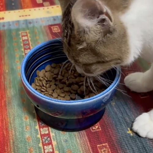 WILD PRO 平飼いチキン＆緑イ貝