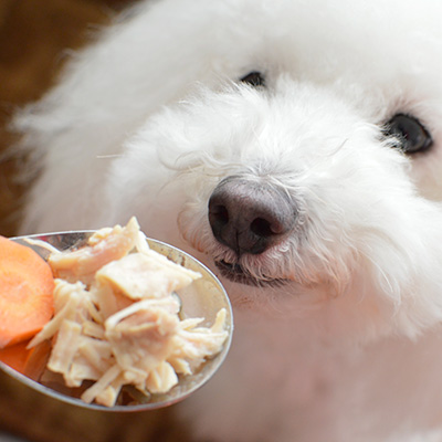 Image result for bichon 犬 噛んだもの