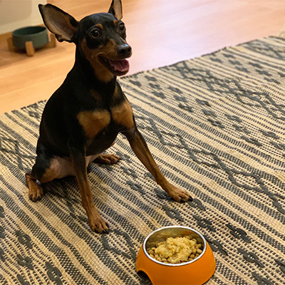 yum yum yum! ジュレ仕立てを楽しむ犬