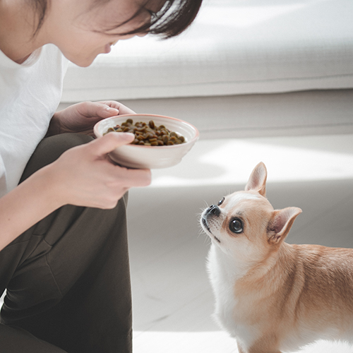 yum yum yum！ シニア＆ライト　チキン やわらかドライタイプ