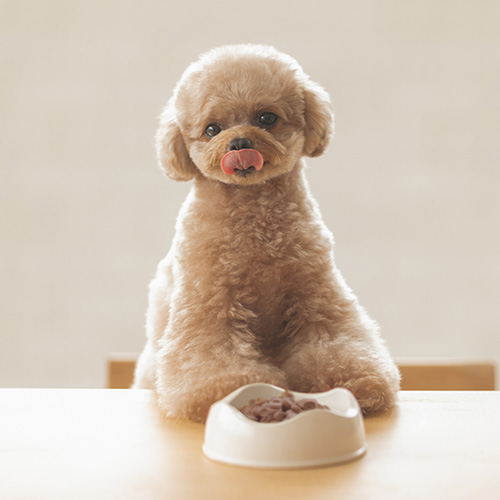 yum yum yum! チキンだいすきセット【期間限定】