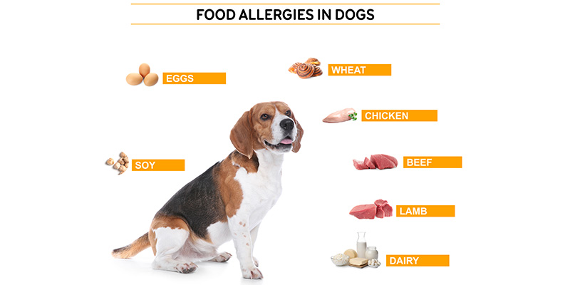 犬に関するアレルギーの種類とは？原因や対処法などを専門家が徹底解説！ ｜