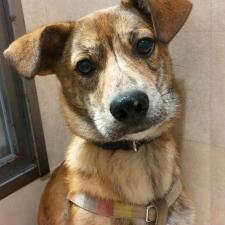 とらじろうくん