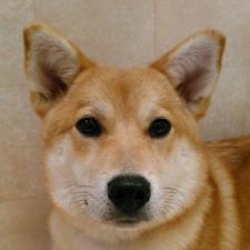 菊花(キッカ)ちゃん