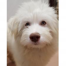 ロマーニャくん