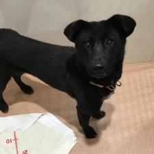 ペロッティちゃん