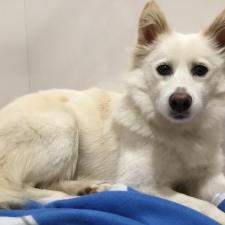 ブレシアちゃん