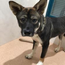 コンシャちゃん