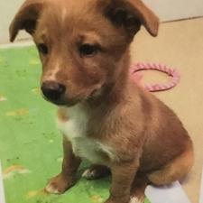 ノラルーちゃん