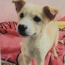 シトロンちゃん