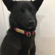 ニーチャちゃん