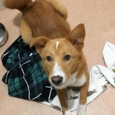 シェーナちゃん