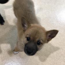 ディプシーくん