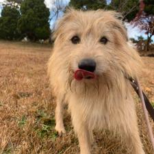 ヘンダーソンくん