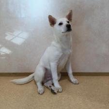 アスメロードくん